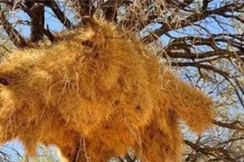 Tổ chim lớn nhất thế giới, không ai dám bén mảng vì...