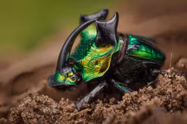 Mê mẩn với màu sắc kỳ ảo của các loài bọ cánh cứng