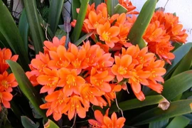 5 loại cây hoa nở rộ đêm Giao thừa, gia chủ giàu quanh năm 