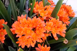 5 loại cây hoa nở rộ đêm Giao thừa, gia chủ giàu quanh năm 