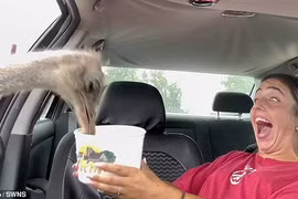 Du khách hú vía thấy đà điểu, bò rừng chồm vào ô tô kiếm ăn 