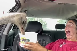 Du khách hú vía thấy đà điểu, bò rừng chồm vào ô tô kiếm ăn 