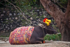 Sự kỳ thú của Ninh Bình qua ống kính phó nháy Mỹ