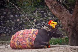 Sự kỳ thú của Ninh Bình qua ống kính phó nháy Mỹ