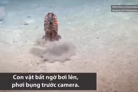 Video: Bọ biển khổng lồ khoe bụng vì sợ bị cướp thức ăn