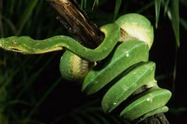 Loài rắn thông minh cỡ nào khiến con người phải thán phục? 