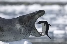 Choáng váng sự thật về loài hải cẩu tàn bạo nhất thế giới