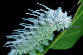 Ngỡ ngàng loài côn trùng khổng lồ, nổi tiếng thế giới của Việt Nam