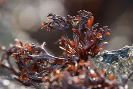 Chiêm ngưỡng dáng vẻ quyến rũ mê hồn về các loài tảo đỏ