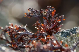 Chiêm ngưỡng dáng vẻ quyến rũ mê hồn về các loài tảo đỏ