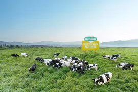 Trang trại Bò sữa NutiMilk –Nhân tố thúc đẩy ngành nông nghiệp Gia Lai