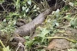 Cừu mất tích kỳ lạ, đi tìm kinh hãi phát hiện trăn "khủng" nặng 90kg