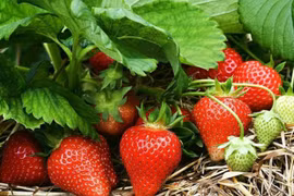 5 loại quả dễ chứa ký sinh trùng cần lưu ý khi sử dụng