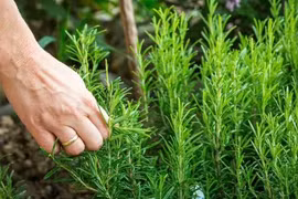 Loại thảo mộc là 'khắc tinh' của ung thư