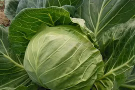 4 loại rau là "nhà vô địch axit folic", rất tốt cho người trên 50 tuổi