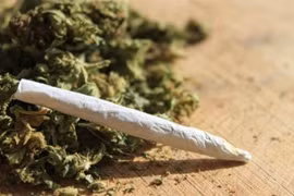 Cảnh báo ngộ độc cỏ Mỹ ẩn dưới điếu thuốc lá