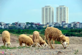 Ngắm đàn cừu nhởn nhơ ở vùng ven Hà Nội 