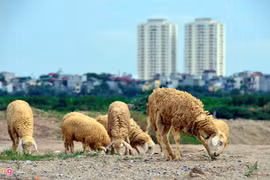 Ngắm đàn cừu nhởn nhơ ở vùng ven Hà Nội 