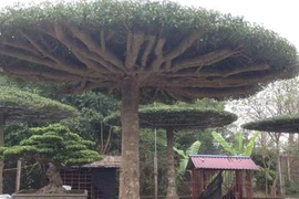 Chiêm ngưỡng dàn cây độc bậc nhất miền Bắc