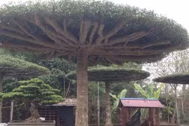 Chiêm ngưỡng dàn cây độc bậc nhất miền Bắc