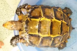 Thả rùa vàng được trả giá 1 tỷ đồng về tự nhiên