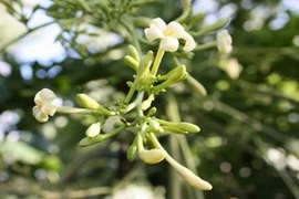 Vì sao hoa đu đủ đực là tiên dược chữa bách bệnh? 