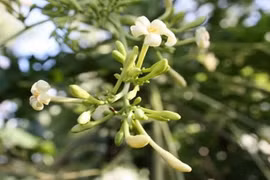 Vì sao hoa đu đủ đực là tiên dược chữa bách bệnh? 