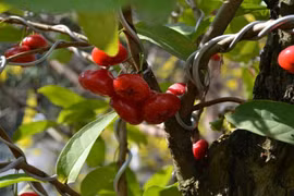 Phát sốt với cây mận Thái kiểng “khủng” nhất miền Tây