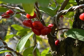 Phát sốt với cây mận Thái kiểng “khủng” nhất miền Tây