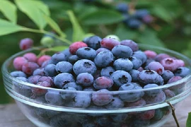 9 thực phẩm bổ não giúp sĩ tử tập trung tốt hơn