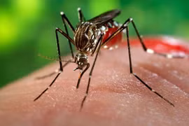 Hà Nội sẽ cân nhắc việc công bố dịch sốt xuất huyết