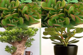 Trồng cây phong thủy, gia chủ cần hiểu ý nghĩa của từng loại cây