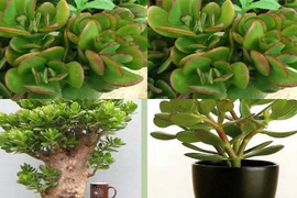 Trồng cây phong thủy, gia chủ cần hiểu ý nghĩa của từng loại cây