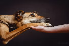 Bộ ảnh ngộ nghĩnh 50 sắc thái của những chú chó