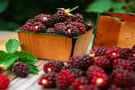 Bí quyết trẻ mãi không già bằng thực phẩm thiên nhiên