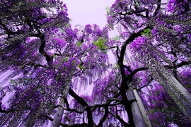 Video: Cây tử đằng khổng lồ có tán rộng 2.000 m2