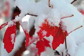 Tuyệt chiêu giúp xóa tan cơn đau nhức khớp mùa Đông 