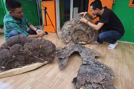 Kỳ lạ nấm linh chi có hình dáng bản đồ Việt Nam