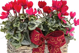 Trồng hoa phong thủy nào dịp Tết Đinh Dậu 2017 để rinh tài rước lộc? 