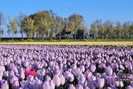 Vườn hoa tulip đẹp như tranh và “bí kíp” chăm hoa nở đúng Tết 
