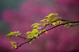 Lưu ý phong thủy cực quan trọng trong tiết Lập xuân 2016 