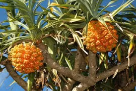 7 bài thuốc dân gian chữa viêm gan B an toàn, hiệu nghiệm