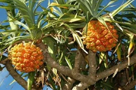 7 bài thuốc dân gian chữa viêm gan B an toàn, hiệu nghiệm