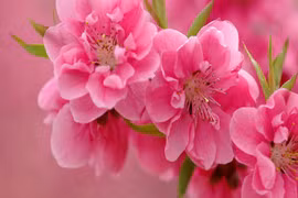 Hiểu thế nào cho đúng về vận đào hoa? 