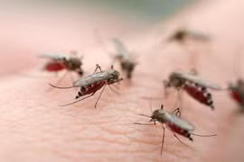 Sốt xuất huyết ở Hà Nội diễn biến phức tạp