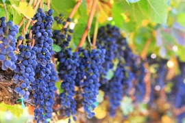 Nếu muốn giảm nhanh cơn đau mau ăn những thực phẩm này