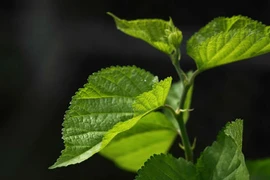 Ngỡ ngàng lá dâu tằm giúp tóc đen khỏe chỉ sau vài ngày 