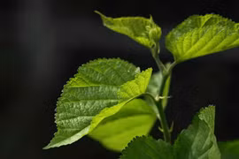 Ngỡ ngàng lá dâu tằm giúp tóc đen khỏe chỉ sau vài ngày 