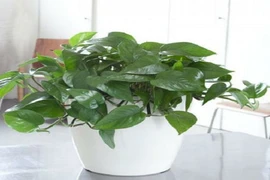 Cây trầu bà có thể gây nguy hiểm nếu trồng tại nhà