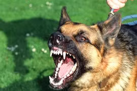 Chó hàng xóm cắn xé bé gái 22 tháng tuổi tử vong ở Nghệ An 